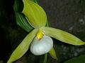 Heart-shaped Slipper Orchid